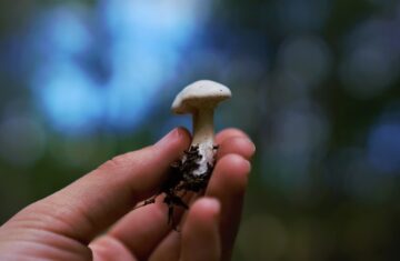 Photo petite plus size