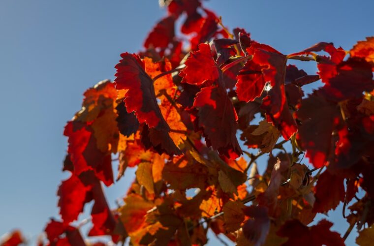 Photo fall colors