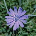 Photo cornflower color