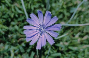 Photo cornflower color