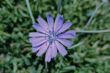 Photo cornflower color