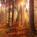 Photo fall colors