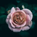 Photo dusty rose