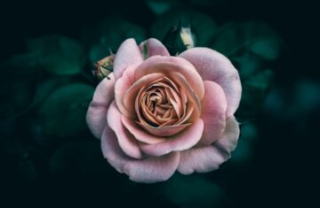 Photo dusty rose