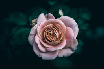 Photo dusty rose